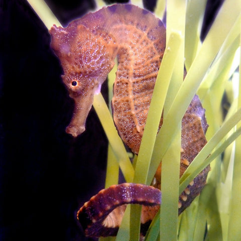 Aquadoption